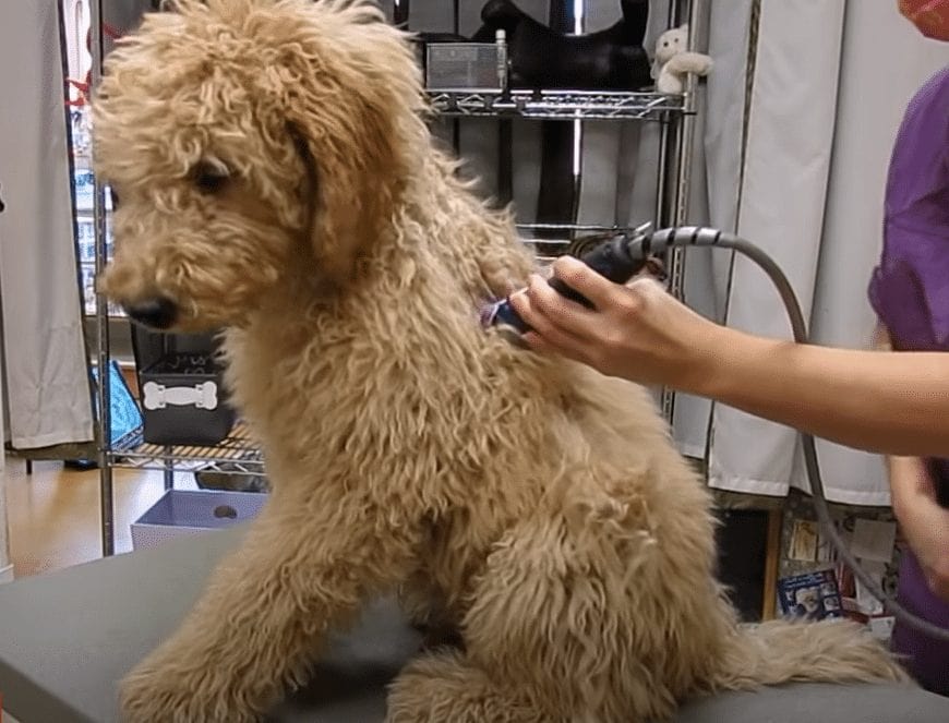 Labradoodle Grooming Guide (2024) - Lots of pictures! - We Love Doodles