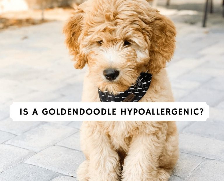 Is a Goldendoodle Hypoallergenic_