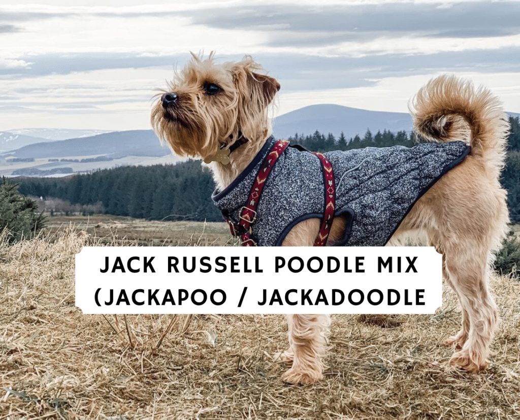 Jack Russell Pudel Mix (Jackapoo, Jackadoodle