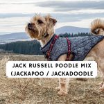 Jack Russell Poodle Mix (Jackapoo, Jackadoodle
