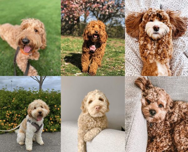 Top Labradoodle Generations: F1, F1B, F2, F2B, & F3! (2024) - We Love ...