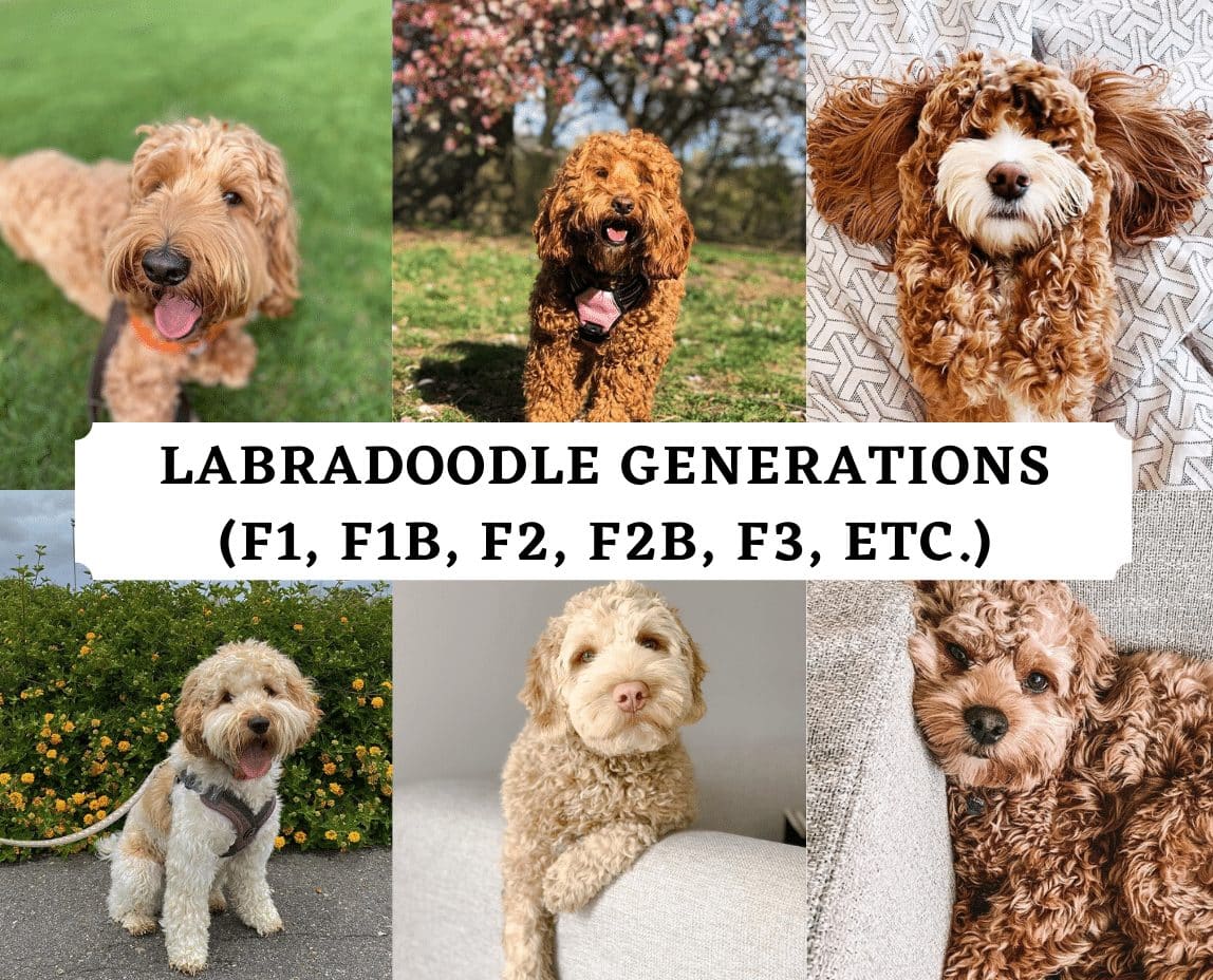 Labradoodle Generations (F1, F1B, F2, F2B, F3, etc.)