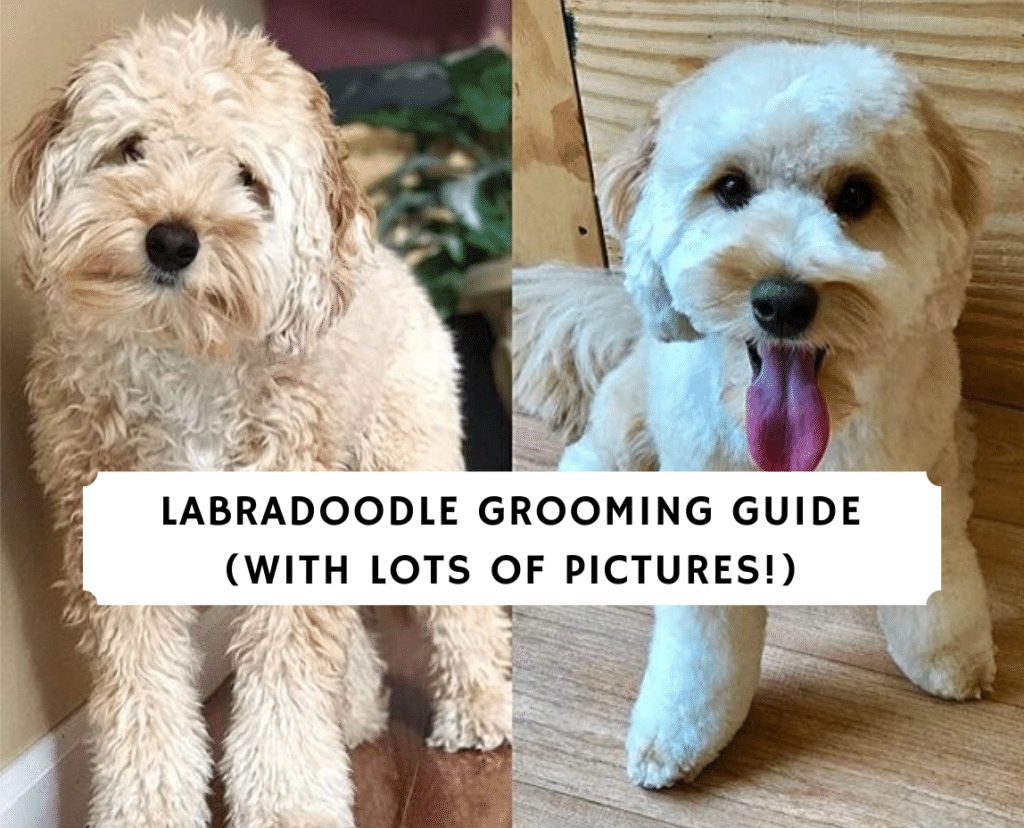 Labradoodle Grooming Guide