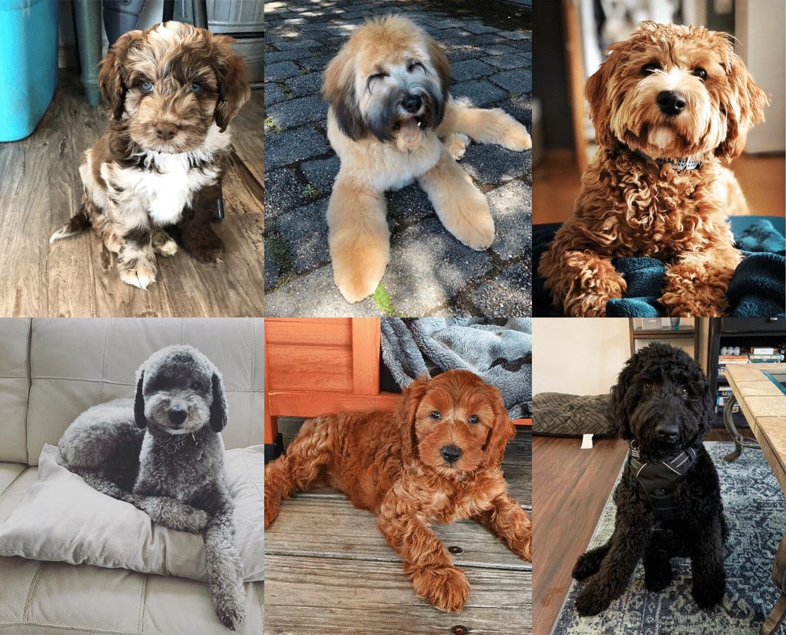 labradoodle dogs