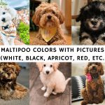 Maltipoo Colors with Pictures! (White, Black, Apricot, Red, etc.)