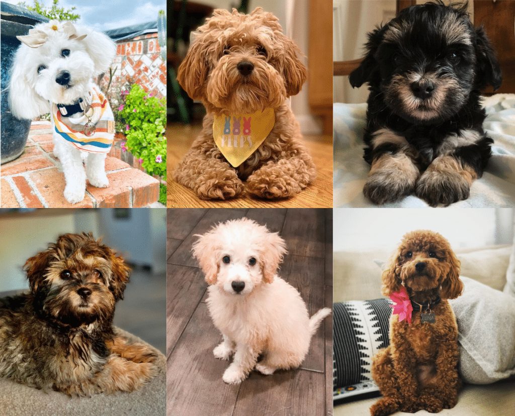 maltipoo kennel club