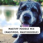Mastiff Poodle Mix (Mastipoo, Mastidoodle)