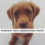 Straight Hair Labradoodle Guide - Why a Straight Coat