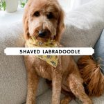 The Shaved Labradoodle - A Great Grooming Style