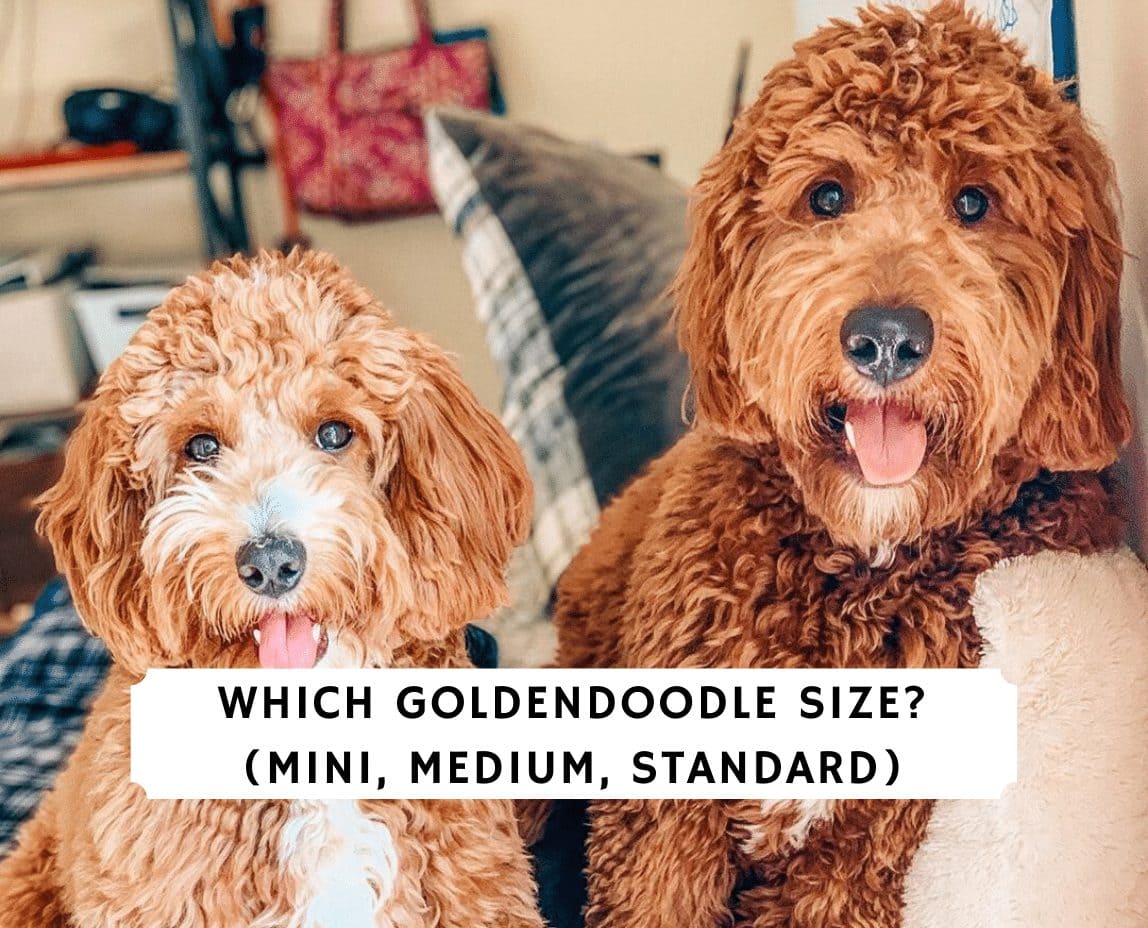 Which Goldendoodle Size Mini Medium Standard 2023 We Love Doodles   Which Goldendoodle Size  Mini Medium Standard 