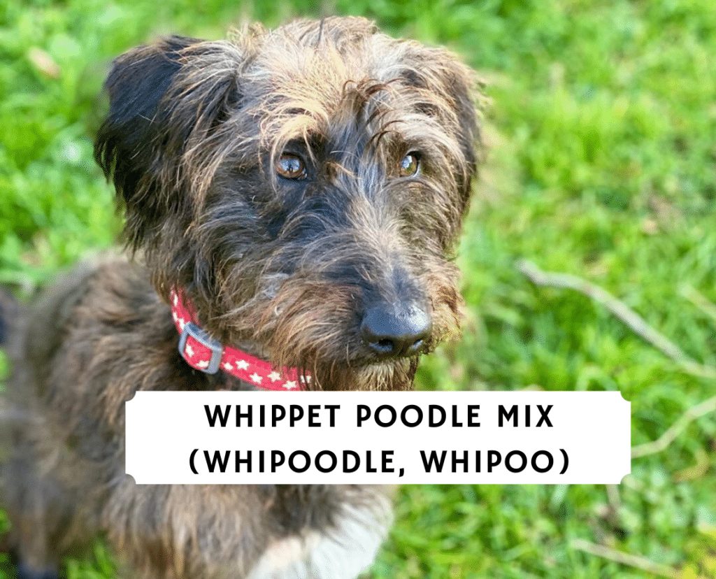 Whippet poodle hot sale cross for sale