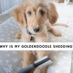 Why is my Goldendoodle Shedding_