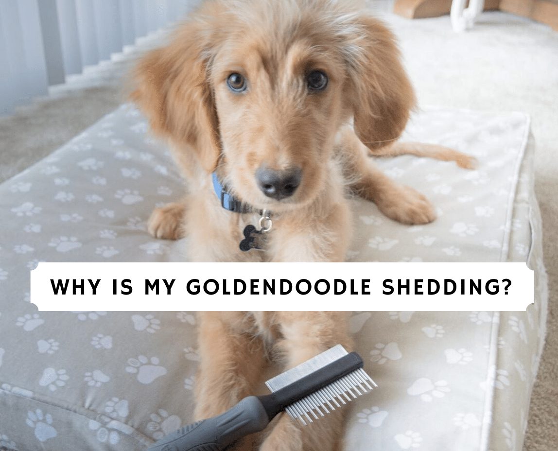 will my goldendoodle puppy stop shedding