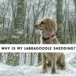 Why-is-my-Labradoodle-shedding_