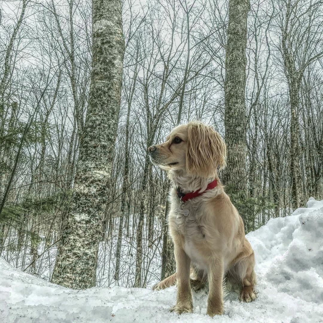 Why is my Labradoodle Shedding? (2023) - We Love Doodles