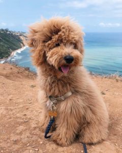 apricot australian labradoodle