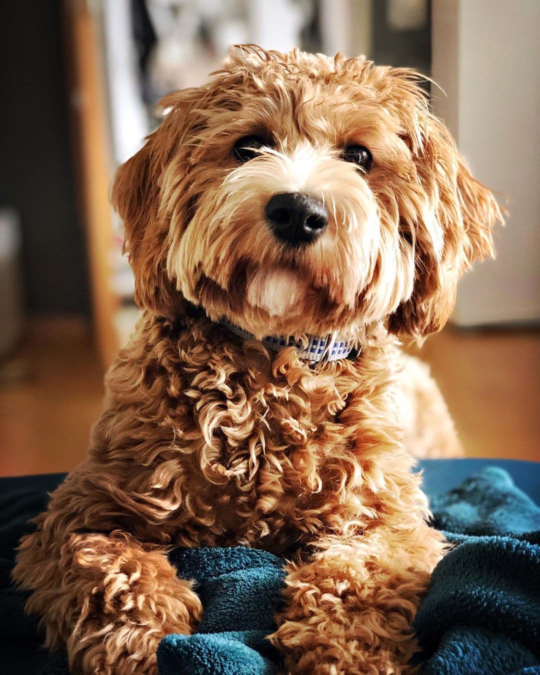 Labradoodle Colors - A Complete Guide 