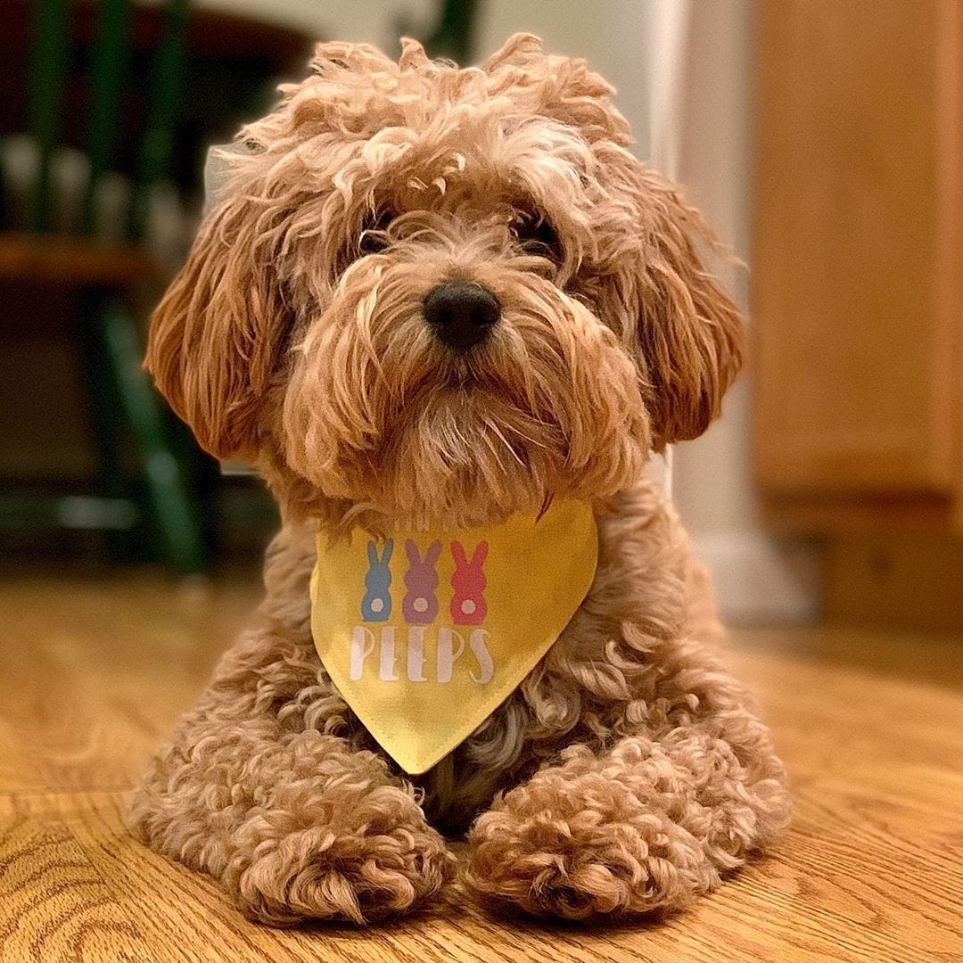 apricot maltipoo picture