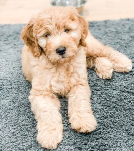 goldendoodle hypoallergenic puppies