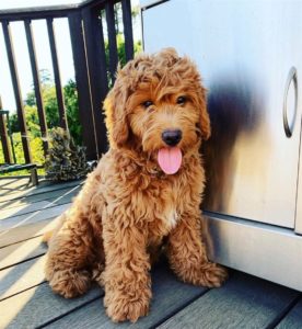 australian labradoodle breed