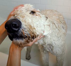 bathing a labradoodle