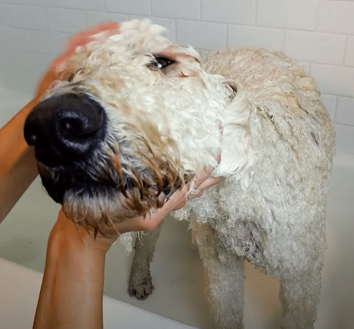 Labradoodle Grooming Guide (2024) Lots of pictures! We Love Doodles