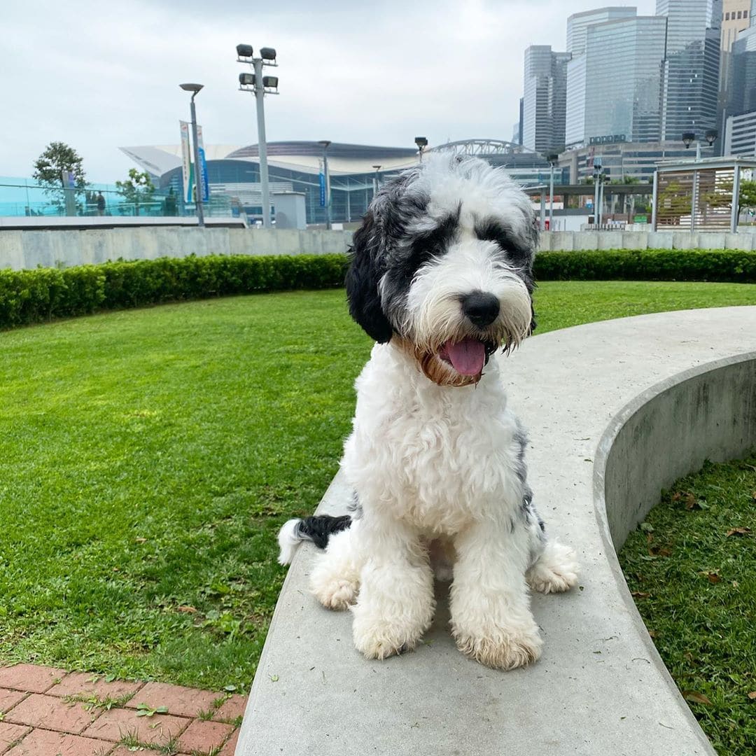 black and white labradoodle