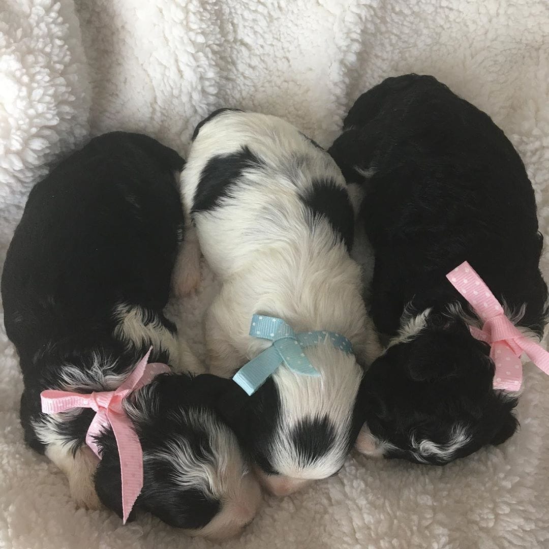 black and white maltipoo puppy picture