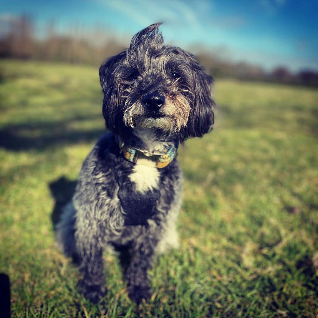 jack russell crossed with poodle