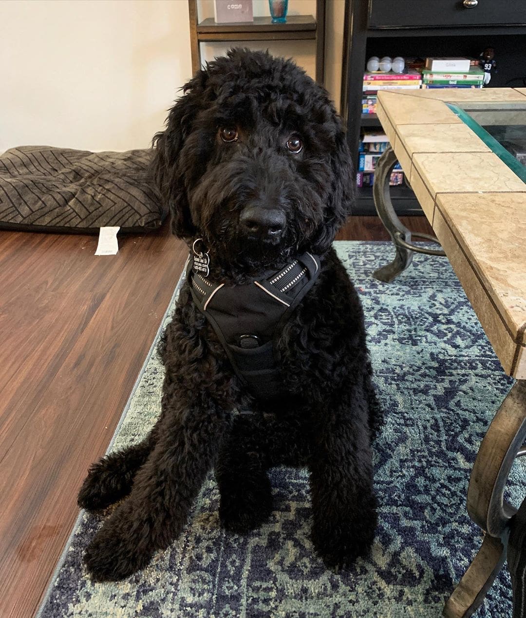 color de labradoodle negro