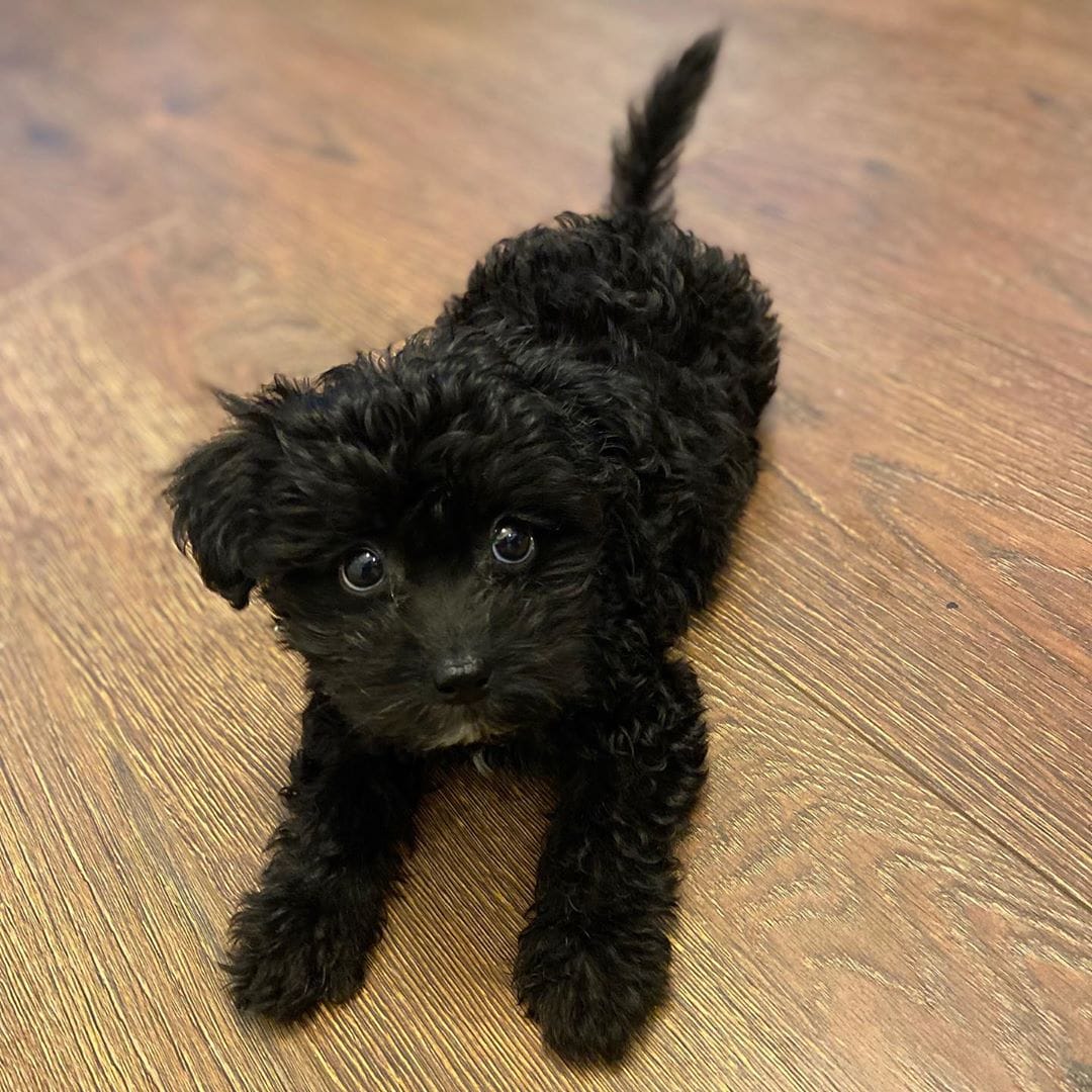 dark brown maltipoo