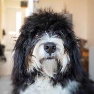 border collie poodle puppies