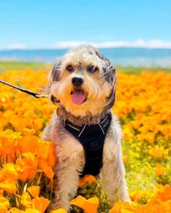 Border Collie Poodle Mix Bordoodle Border Doodle We Love Doodles