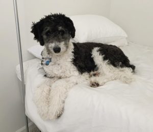 border collie toy poodle mix