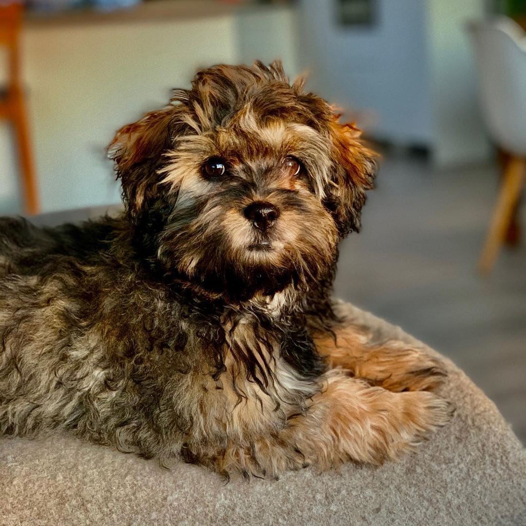 tan maltipoo full grown