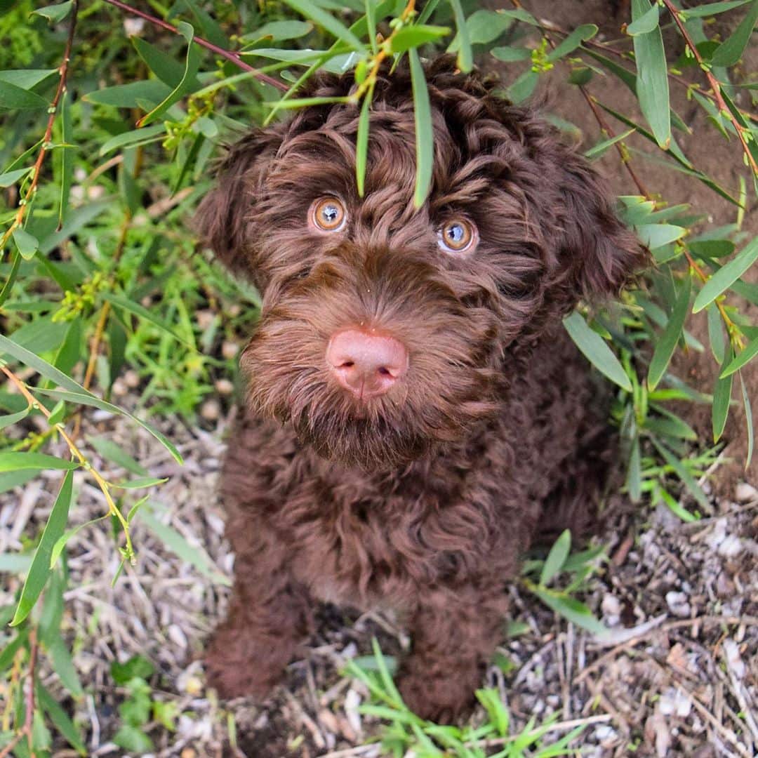 labradoodle chocolate y labradoodle marrón