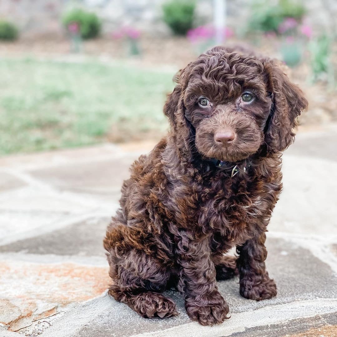 Spoodle Dog Breed - Everything you need to know! - We Love Doodles