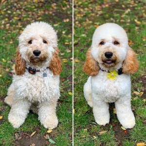 cockapoo haircut short