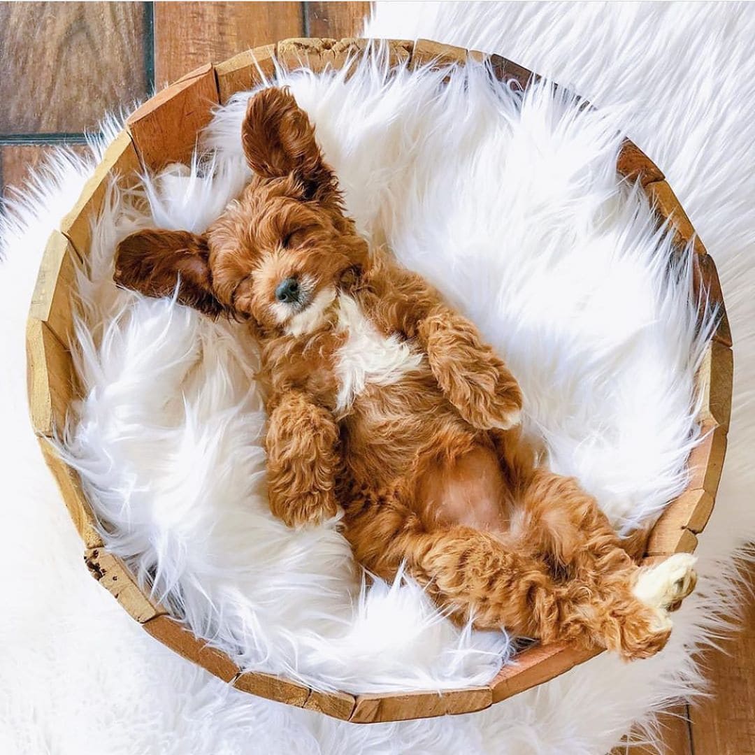 Spoodle Dog Breed Everything you need to know!