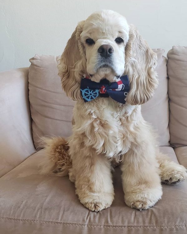 Cocker Labradoodle Australian Labradoodle Guide (2023): All you need to know! - We Love ...