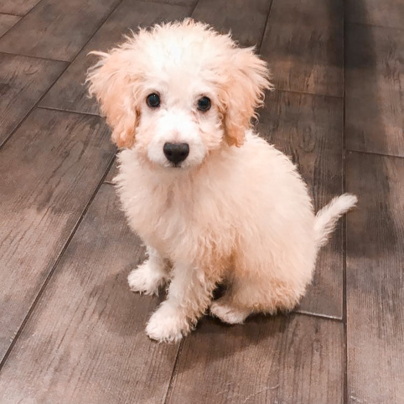 golden maltipoo