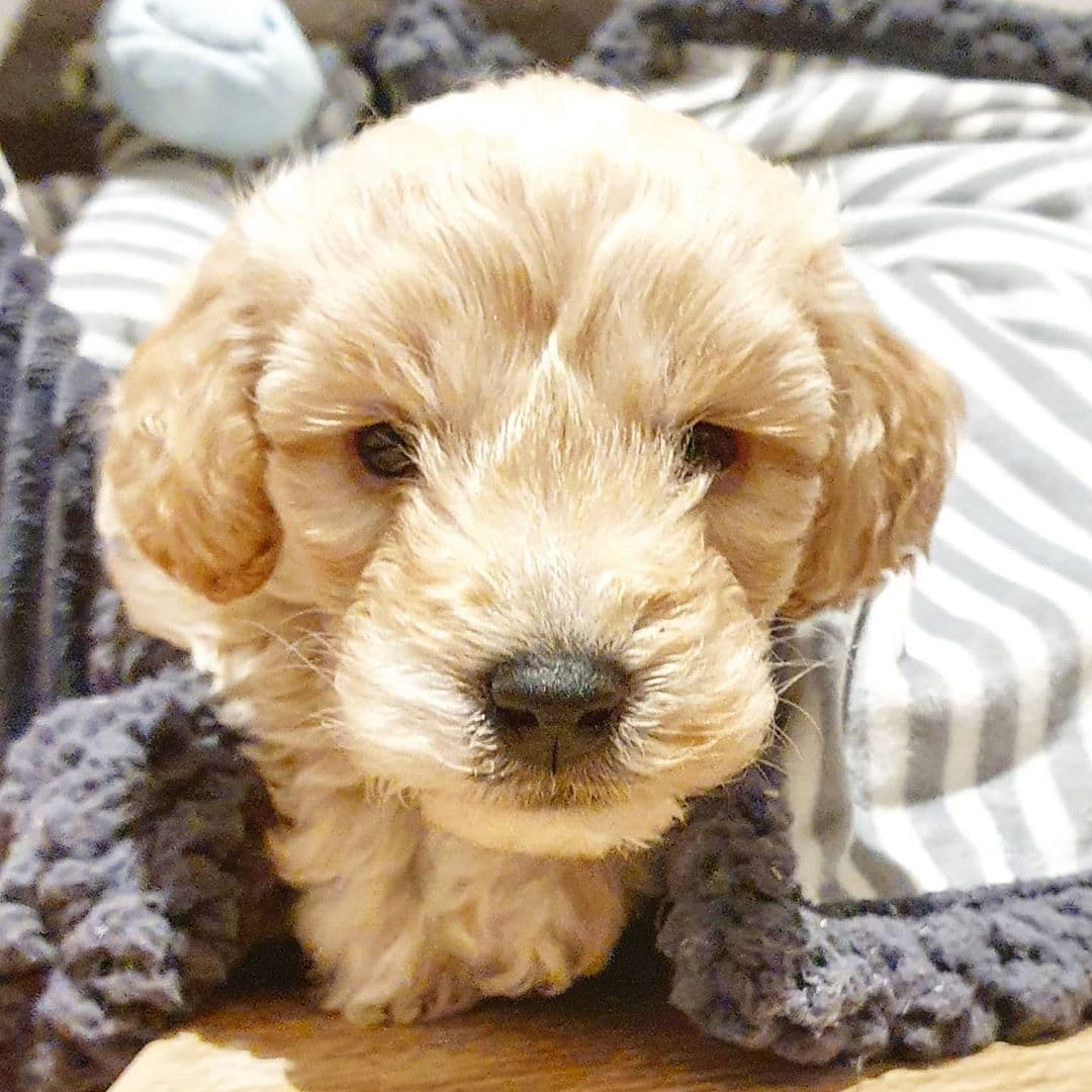 Color de Labradoodle Crema