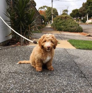 how big is a labradoodle