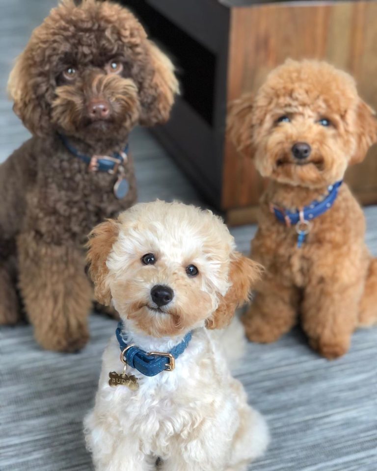 Different Types Of Poodles 768x960 