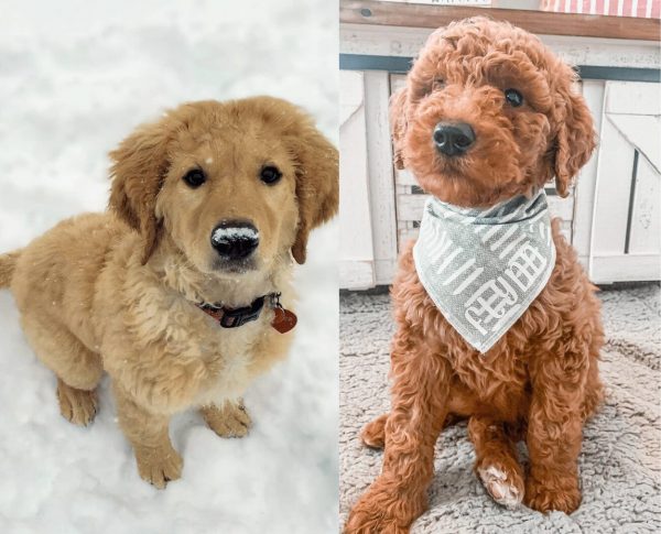  F1 vs . F1B Goldendoodle What s the difference - We Love 