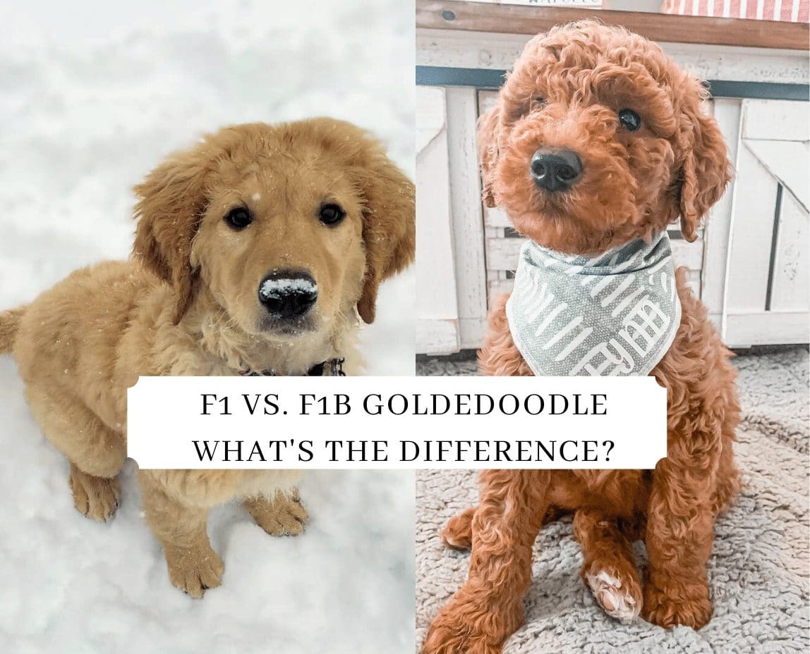 f1 f1b f2 goldendoodles