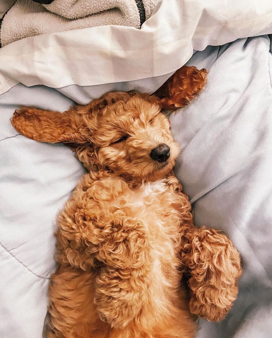 3rd generation goldendoodle