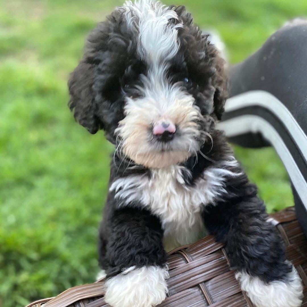 Best Bernedoodle Generations (F1, F1B, F2, F2B)! (2023) - We Love Doodles