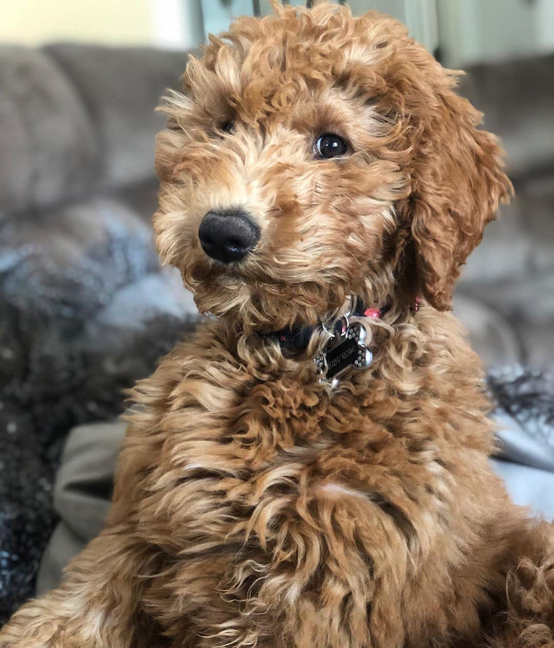 goldendoodle bred with poodle