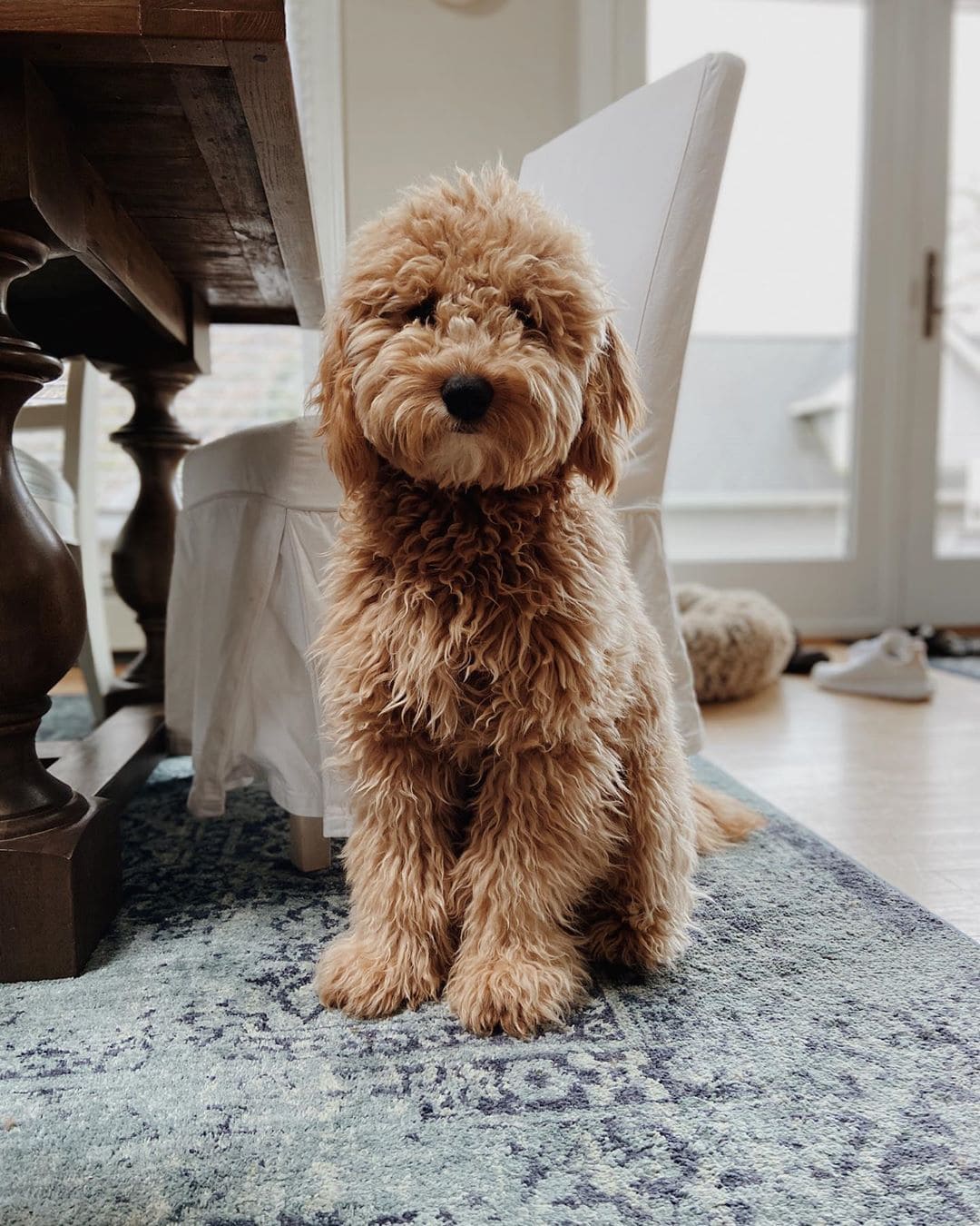 what is the difference between f1 and f2 goldendoodle